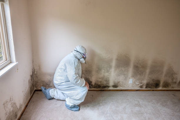 Crawl Space Mold Removal in Duncansville, PA