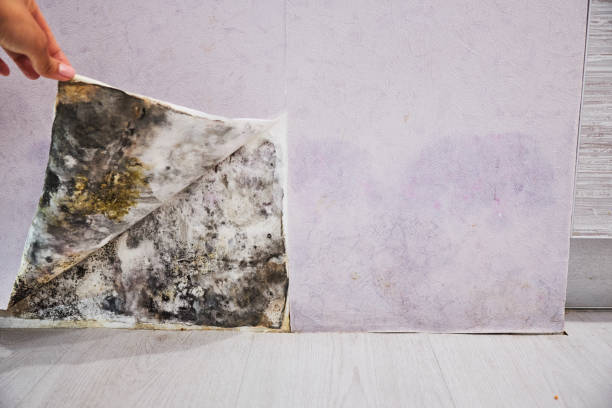 Mold Removal Process in Duncansville, PA